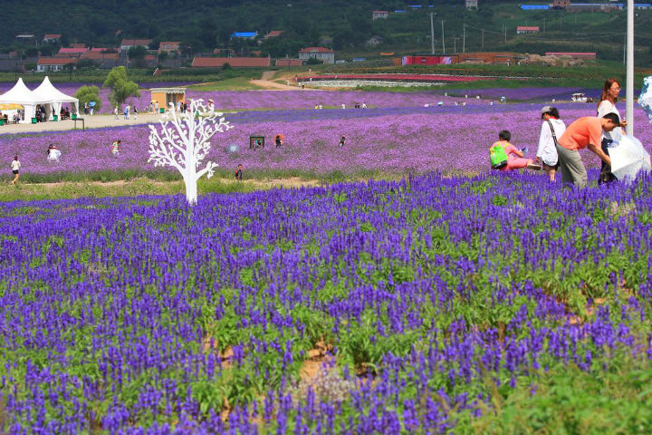 薰衣草莊園的營(yíng)銷策略